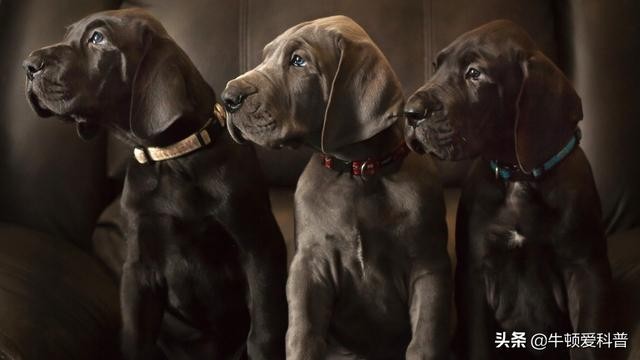 世界体型最大的犬种排名(大型犬排行榜)-图12