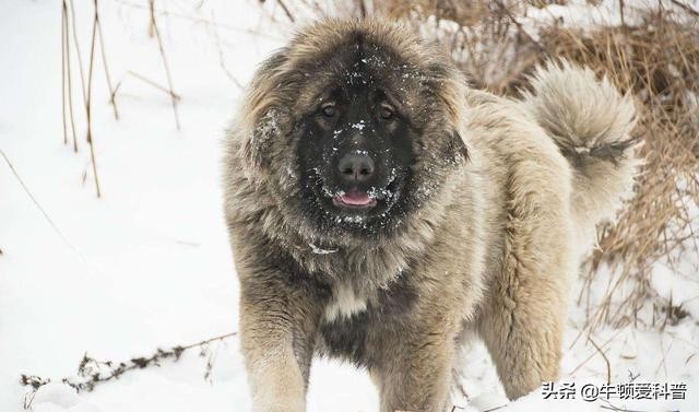 世界体型最大的犬种排名(大型犬排行榜)-图9