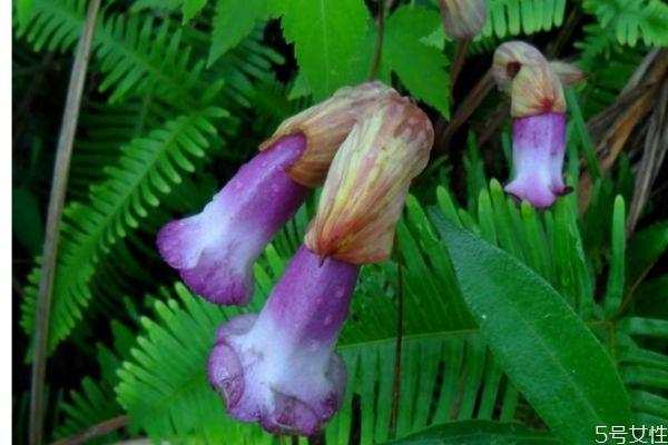 东野菰是一种什么植物呢 东野菰有什么作用呢 东野菰是一种什么植物呢 东野菰有什么作用呢