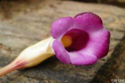 ​东野菰是一种什么植物呢 东野菰有什么作用呢