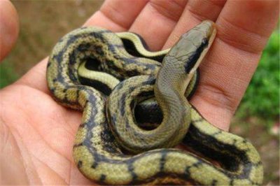 ​世界上最友好的看家蛇：四鳗青蛇会看家护院，充当保姆