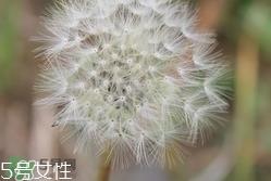 黄花地丁可以泡水喝吗?黄花地丁泡水喝的功效 黄花地丁可以泡水喝吗?黄花地丁泡水喝的功效