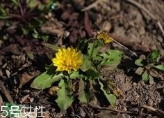 黄花地丁可以泡水喝吗?黄花地丁泡水喝的功效 黄花地丁可以泡水喝吗?黄花地丁泡水喝的功效