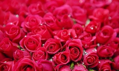 每朵玫瑰花代表的含义