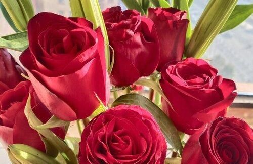 玫瑰花代表的含义与意义