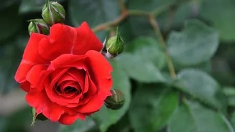 玫瑰花朵数的含义,玫瑰花代表的含义与意义图2