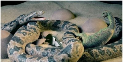 ​史前动物大揭秘：戴你加入史前世界