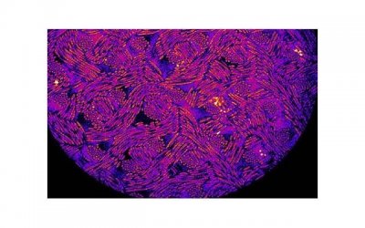 ​男性性功能不佳可以治愈吗？有何药物可用？