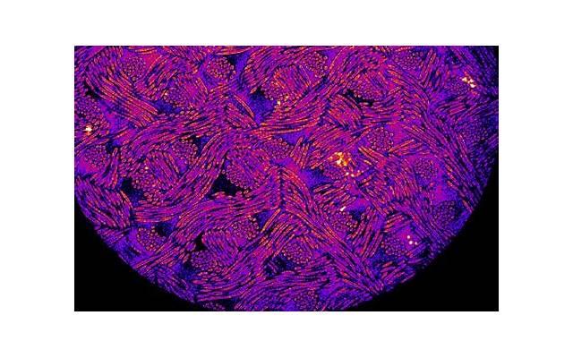 男性性功能不佳可以治愈吗？有何药物可用？