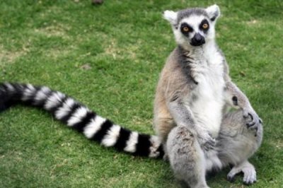 ​环尾狐猴为什么会毁灭?20年来数目下落95%_因斩柴而濒危