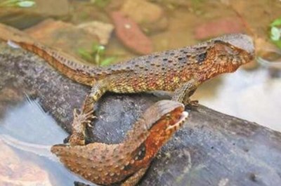 ​鳄蜥：古老爬行动物，不爱活动_甚至一个月不吃不喝