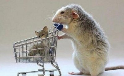 ​1996年属什么，田内之鼠_男人女人生肖运势介绍