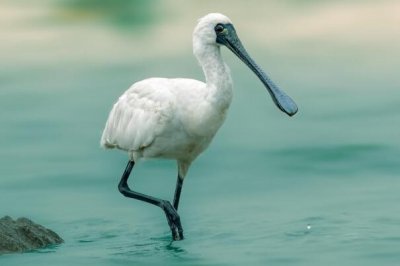 ​乌脸琵鹭：一夫一妻的匹配轨制，模样雅致_嘴巴像汤匙