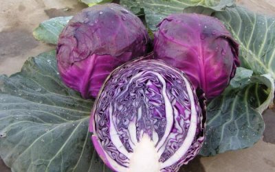 ​甘蓝和包菜的辨别，形状没有共、养分因素没有共、功能没有共