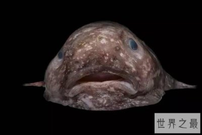 ​世界十大最丑陋的鱼 蝙蝠鱼上榜,第八有剧毒