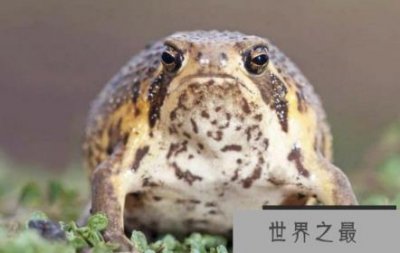 ​世界上最可爱的青蛙像气球一样膨胀