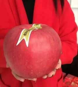 ​世界上最贵的苹果多少钱一斤（世界一号苹果一个228元）