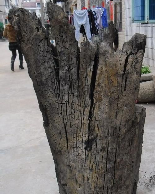 乌木怎么鉴别图片大全：如何鉴别乌木真假