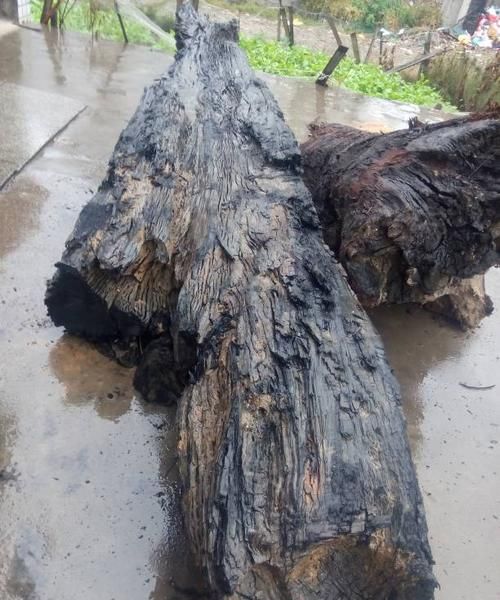 乌木怎么鉴别图片大全：如何鉴别乌木