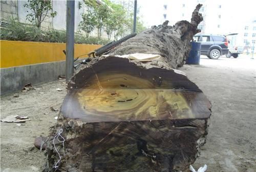 乌木怎么鉴别图片大全：乌木怎样辨别