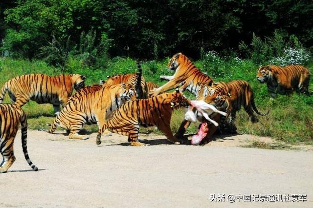 历史上有两次湖广填四川（四川人必须知道）(7)