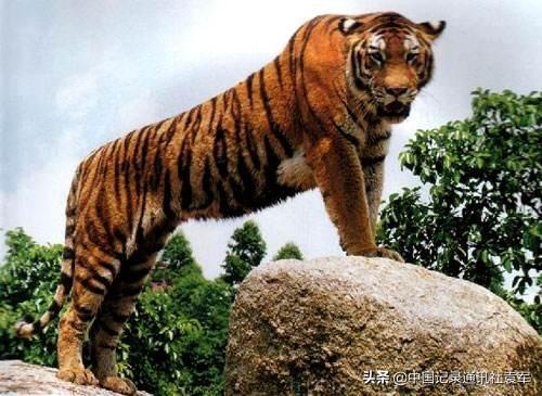 历史上有两次湖广填四川（四川人必须知道）(6)