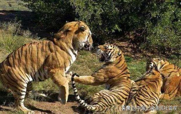 历史上有两次湖广填四川（四川人必须知道）(4)