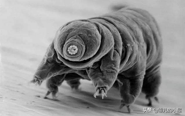 世界最神秘的十种动物（地球上十大奇异独特的动物）(11)