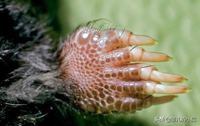 世界最神秘的十种动物（地球上十大奇异独特的动物）(4)