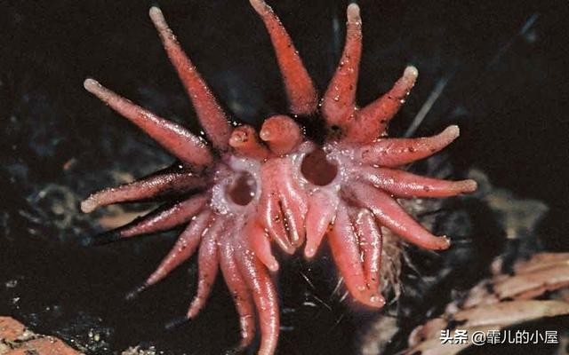 世界最神秘的十种动物（地球上十大奇异独特的动物）(3)