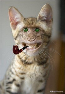 ​世界最神秘的十种动物（地球上十大奇异独特的动物）