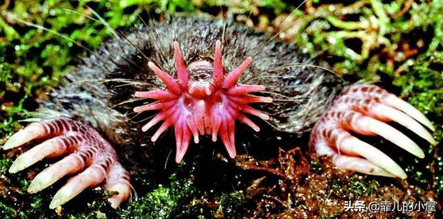 世界最神秘的十种动物（地球上十大奇异独特的动物）(2)