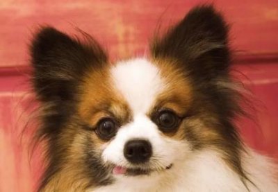 ​鹦鹉鱼尾巴变黑鹦鹉鱼尾巴变黑的真相