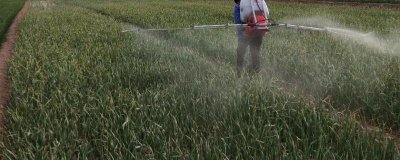 ​冬天石硫合剂清园一般喷几次