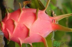 火龙果变红了还能吃吗?火龙果变红了可以吃吗?