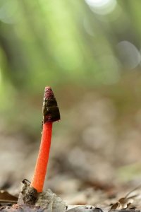 ​中药材红鬼笔