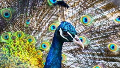 ​孔雀的寓意及象征诗句 孔雀开屏的寓意及象征