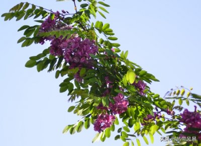 ​红槐花能吃吗 红色槐树花是有毒的槐花，既不可以食用又不能入药