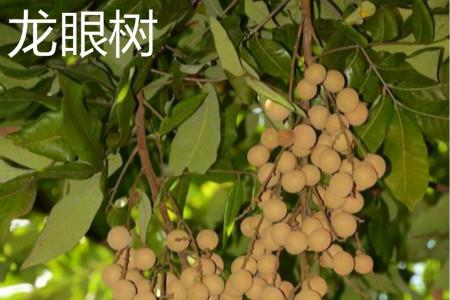 龙眼树