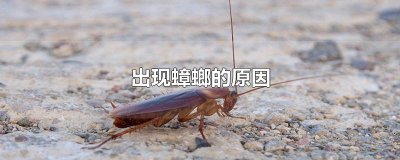 ​出现蟑螂的原因