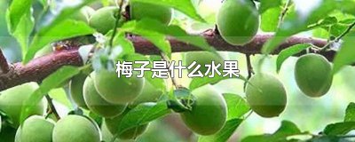 ​梅子是什么水果