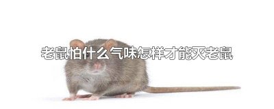 ​老鼠怕死老鼠的气味吗 老鼠怕什么气味的东西?怎么用气味驱赶家里的老鼠