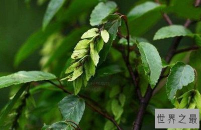 ​中国十大濒临灭绝的珍稀植物 九种是中国特有 再不拯救就看不到了