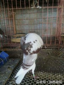 ​球鸽合集，让你一次看遍精品球鸽，肚子一个比一个大，选这鸽子
