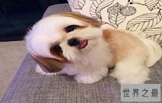 世界上最美的狗原来长这样，这也太讨人喜欢了吧！