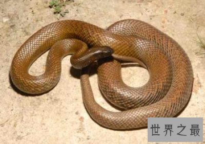 ​世界十大毒蛇，毒液轻松毒死一群成人！