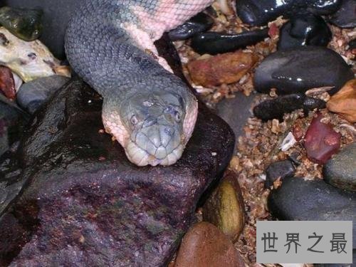世界十大毒蛇，毒液轻松毒死一群成人！