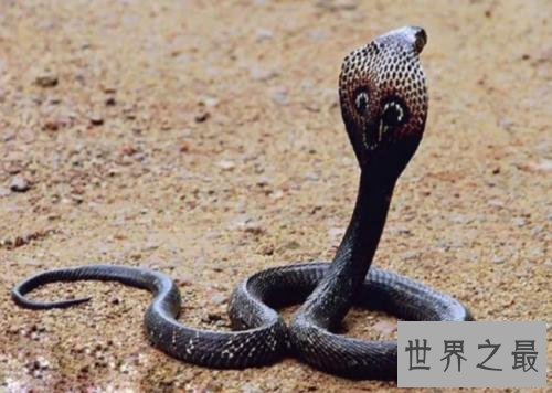 世界十大毒蛇，毒液轻松毒死一群成人！