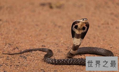 世界十大毒蛇，毒液轻松毒死一群成人！