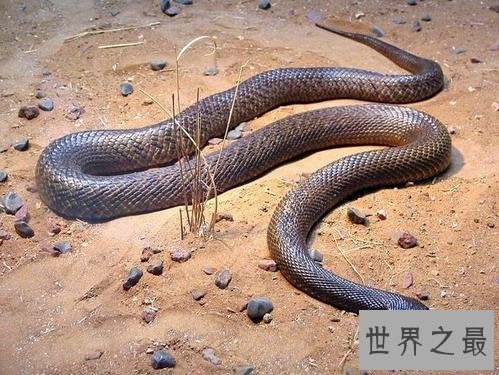 世界十大毒蛇，毒液轻松毒死一群成人！